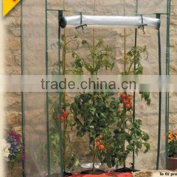 Tomato greenhouse