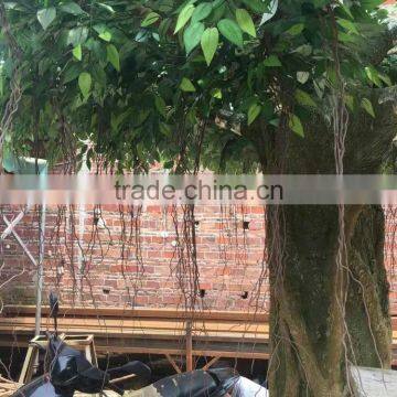 Fiberglass Big Ficus Tree photo-3