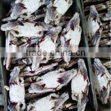 Blue Swimming Crab Wholesale Frozen Seafood photo-2