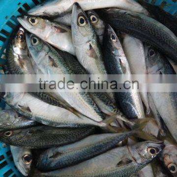 Frozen Seafood Pacific Mackerel Quality-guarantee photo-4