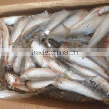 SARDINE BAIT photo-5