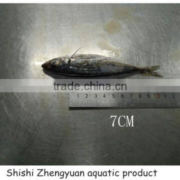 Fresh Frozen HGT Horse Mackerl 6-8cm Loose Package photo-4