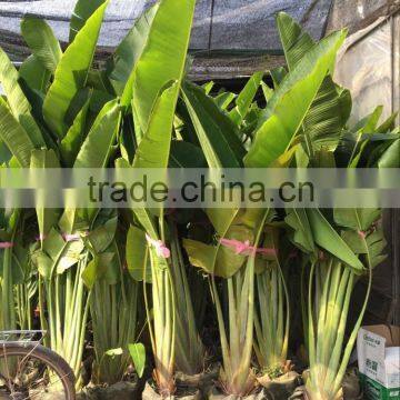 Ravenala Madagascariensis-Travelers Palm-trees-plants High 2-7m photo-3