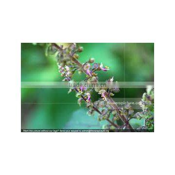 Ocimum Sanctum Extract photo-5