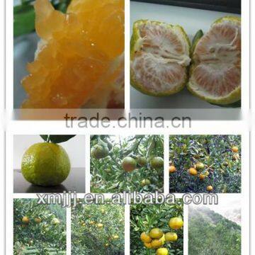 Yongchun Mandarin,Clementine Orange photo-5