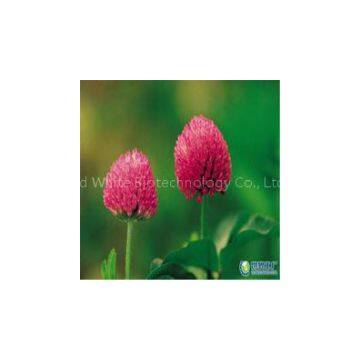 100% Natural Red Clover Extract Daidzein