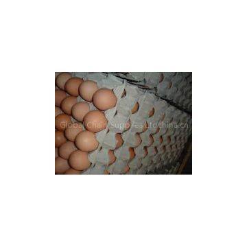 Hatching Eggs and Fresh Chicken Eggs