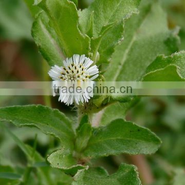 High Quality Eclipta Alba Powder Sale