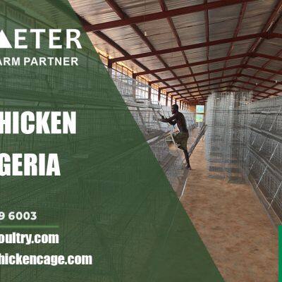 4-Tier Layer Battery Cage System Poultry Farming Cage Solution for Lagos Nigeria photo-4