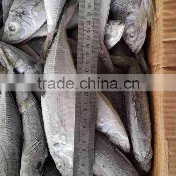 Seafrozen BQF 100-150g Horse Mackerel photo-3