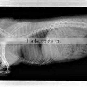 Battery Powered Mobile Digital X-Ray photo-6