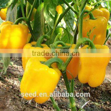 yellow bell pepper seeds SXP No.5