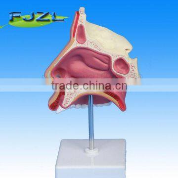 Natural Size Nasal Cavity human Nose model for study