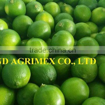 HIGH QUALITY FRESH GREEN LIME FROM VIET NAM