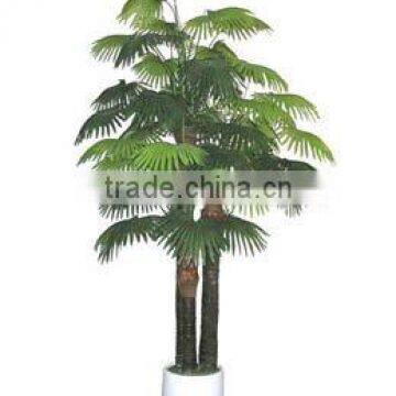 Fan Palm