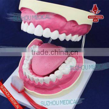 Teeth Care Model photo-2
