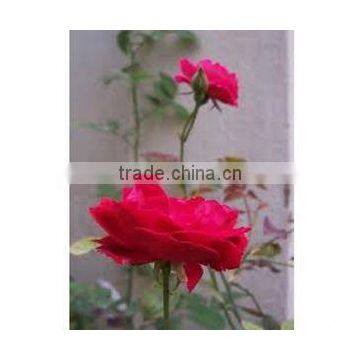 High Quality for Attar Gulab (Rose) at 100% Purity