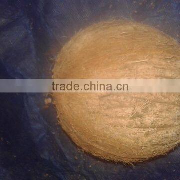 Semi Husked Coconuts