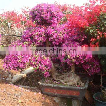 Bougainvillea for Middle east market