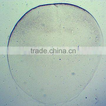 Chick Embryo Prepared Slides photo-4
