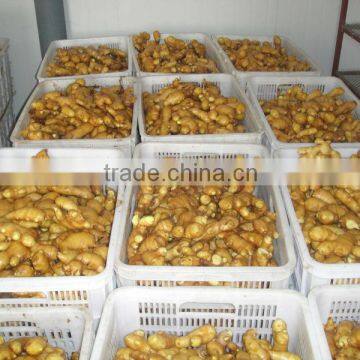 China nature fresh ginger 200g up price
