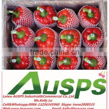 Red Capsicum