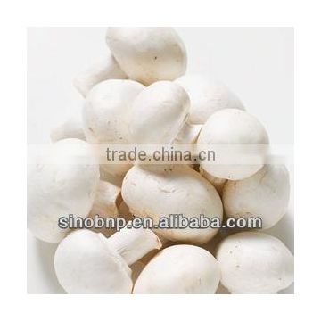 BNP Supply White Button Mushroom Extract