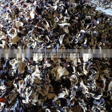 Champignon Noir photo-4