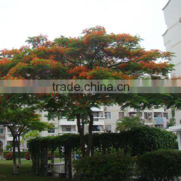 outdoor ornamental landscape blooming plants of Delonix regia (Boj.) Raf