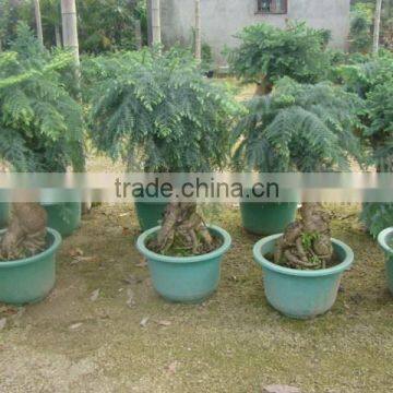 Araucaria Heterophylla