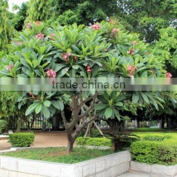 White Flowers Plumeria