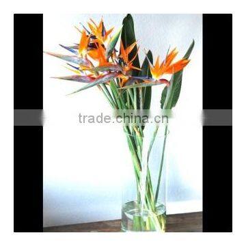 Fresh Cut Flower Bird- of -paradise Strelitzia Reginae Aiton