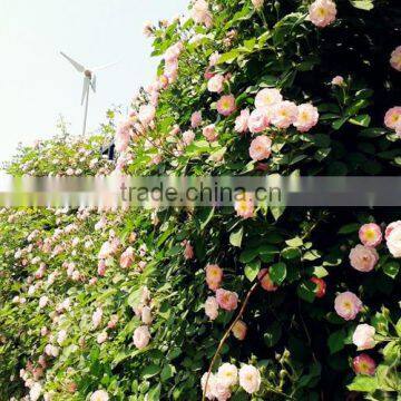 Multi Color Roses Seedlings photo-6