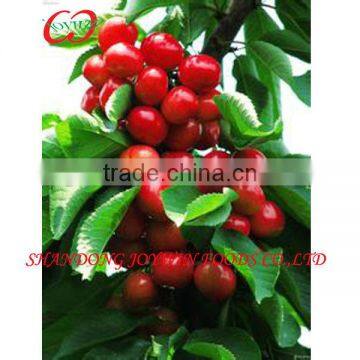 Canned cherry fruit in light syrup hot sell manufacturer