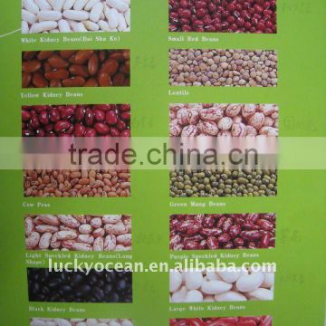 2015 kinds of New BEANS