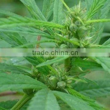 Hemp seed oil 100% Natural