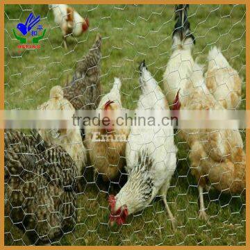 Hot sale Chicken wire(factory)