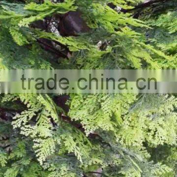 2017 High Quality Whosale Cheap Cypress Tree Decoration for Outdoor Decoration
