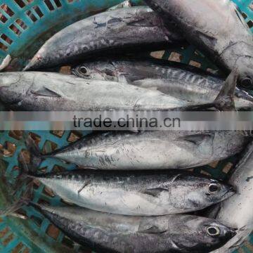 Frozen Bonito Tuna Whole Frozen New Fish photo-3