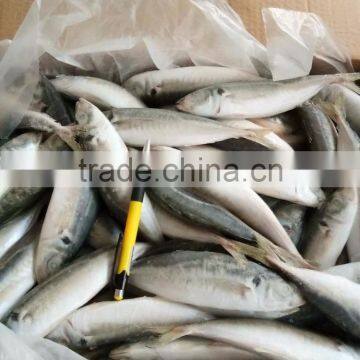 BQF 120/140 Frozen Round Scad/frozen Horse Mackerel photo-4