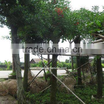 Erythrina crista-galli Tropical trees