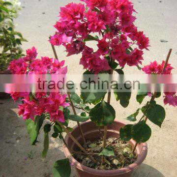 Bougainvillea Spectabilis Shrub Trees photo-6