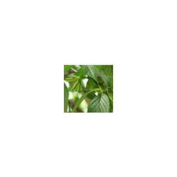 Taraxacum mongolicum Extract sweetyhuir(at)hotmail(dot)com