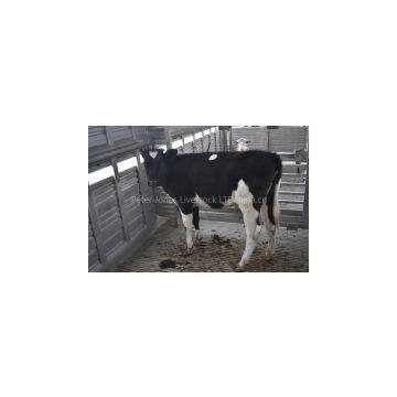 Pregnant Holstein Heifers