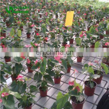 Mango Greenhouse Benches With Iron Frame Table Base photo-2