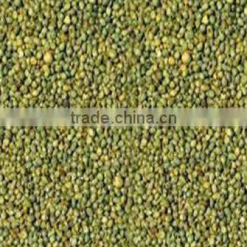 Green Millet or Bajra