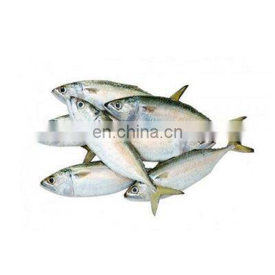 china indian mackerel frozen indian mackerel fish