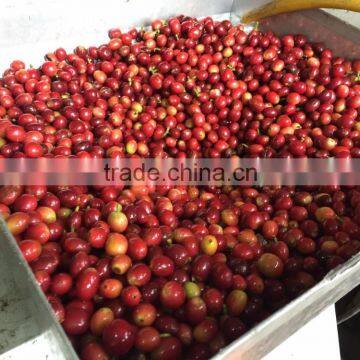 Oupusne Taiwan Gukeng Organic Drip Bag Coffee photo-5