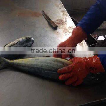 Gutted Frozen mahi-mahi fish from China