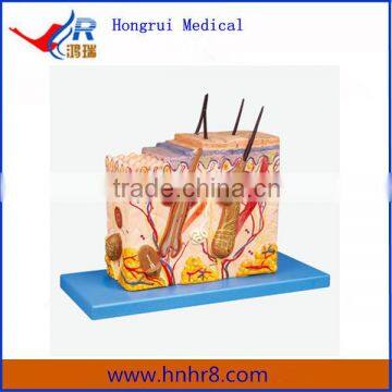 Medical Human Anatomical Skin Block Model